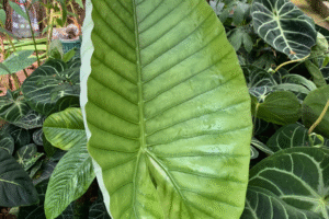 Alocasia robusta – Species Overview