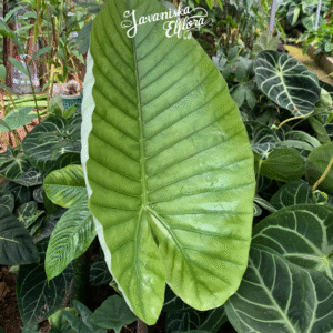 Alocasiarobusta