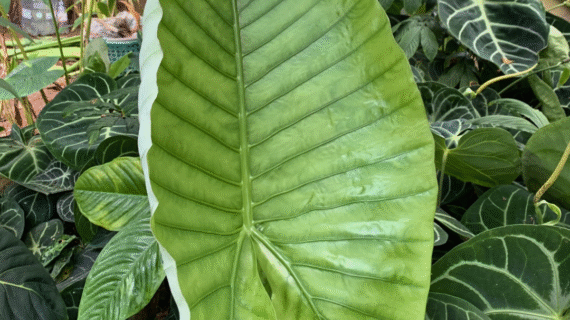 Alocasia robusta – Species Overview