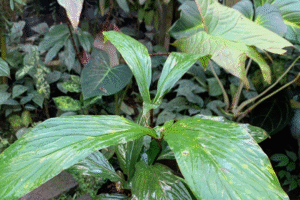 Cyrtosperma: The Underrated Aroid Genus for Serious Collectors