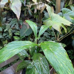 Cyrtosperma hambalii at Javaniska elflora
