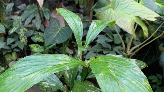 Cyrtosperma: The Underrated Aroid Genus for Serious Collectors