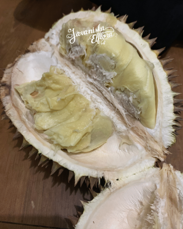 Durio zibethinus
