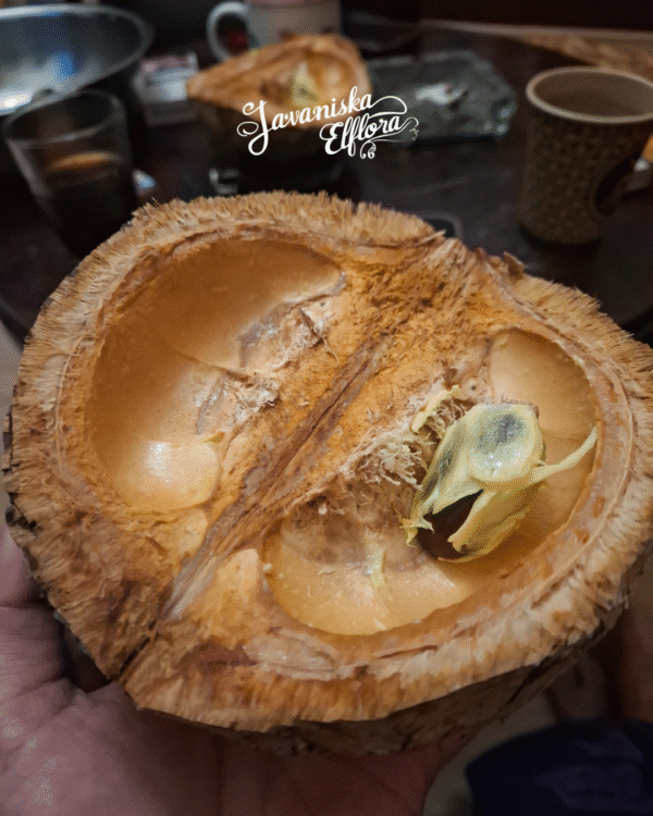 Durio dulcis
