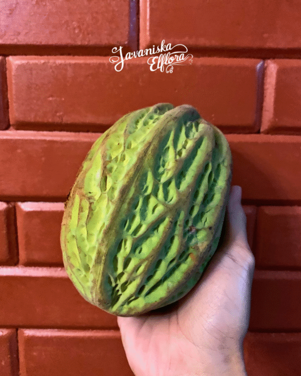 Theobroma bicolor