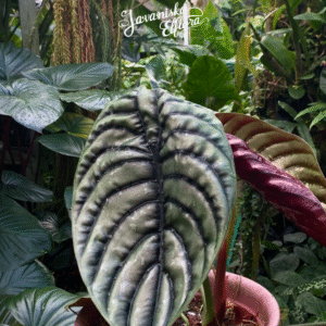 Alocasia cuprea at Javaniska Elflora