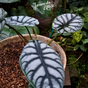 Alocasia baginda silver dragon at Javaniska Elflora