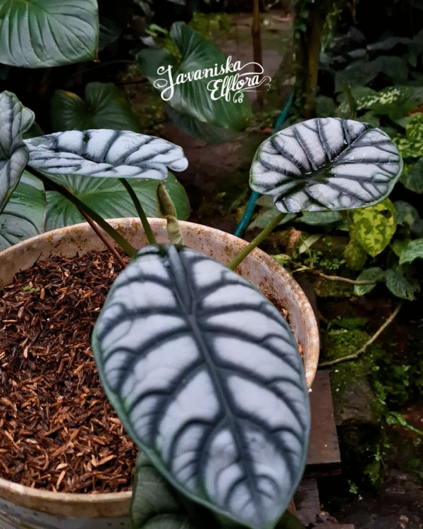 Alocasia baginda silver dragon at Javaniska Elflora
