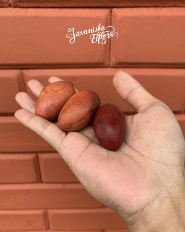 Mangifera griffithii