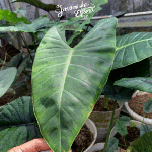 Alocasia balgooyi at Javaniska Elflora