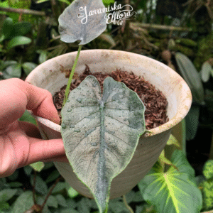 Alocasia antoro velvet is a rare aroid with silvery, scaled foliage—ideal for collectors. Buy from Javaniska Elflora with global shipping.