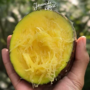 Mangifera foetida