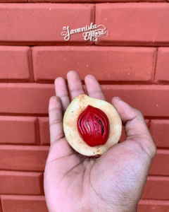 Myristica fragrans seeds