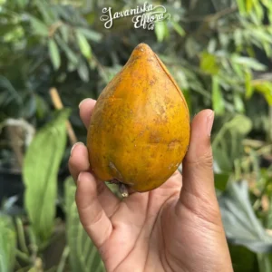 Pouteria campechiana