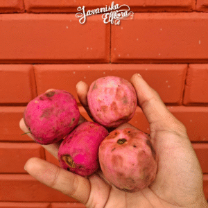 Syzygium jiewhoei