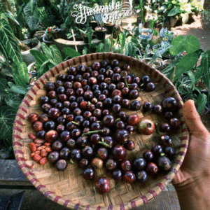 Syzygiumpolycephalum