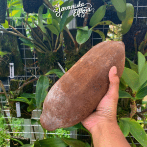 Theobroma grandiflorum