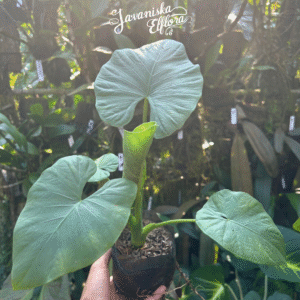 Alocasia alba at Javaniska Elflora