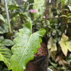 Alocasia nun at Javaniska Elflora