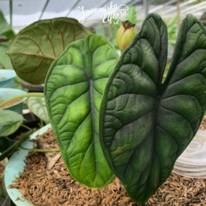 Alocasia baginda 'green dragon'i at Javaniska Elflora