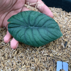 Alocasia melo at Javaniska Elflora