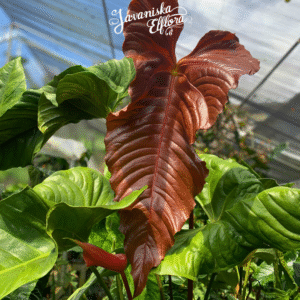 Anthurium chamberlainii