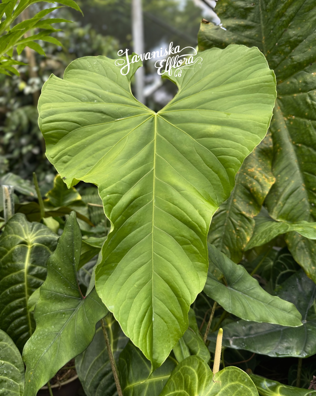 Anthurium balaoanum