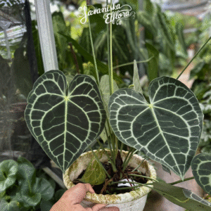 Anthurium clarinervium