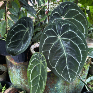 Anthurium forgetii