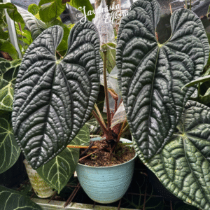 Anthurium luxurians