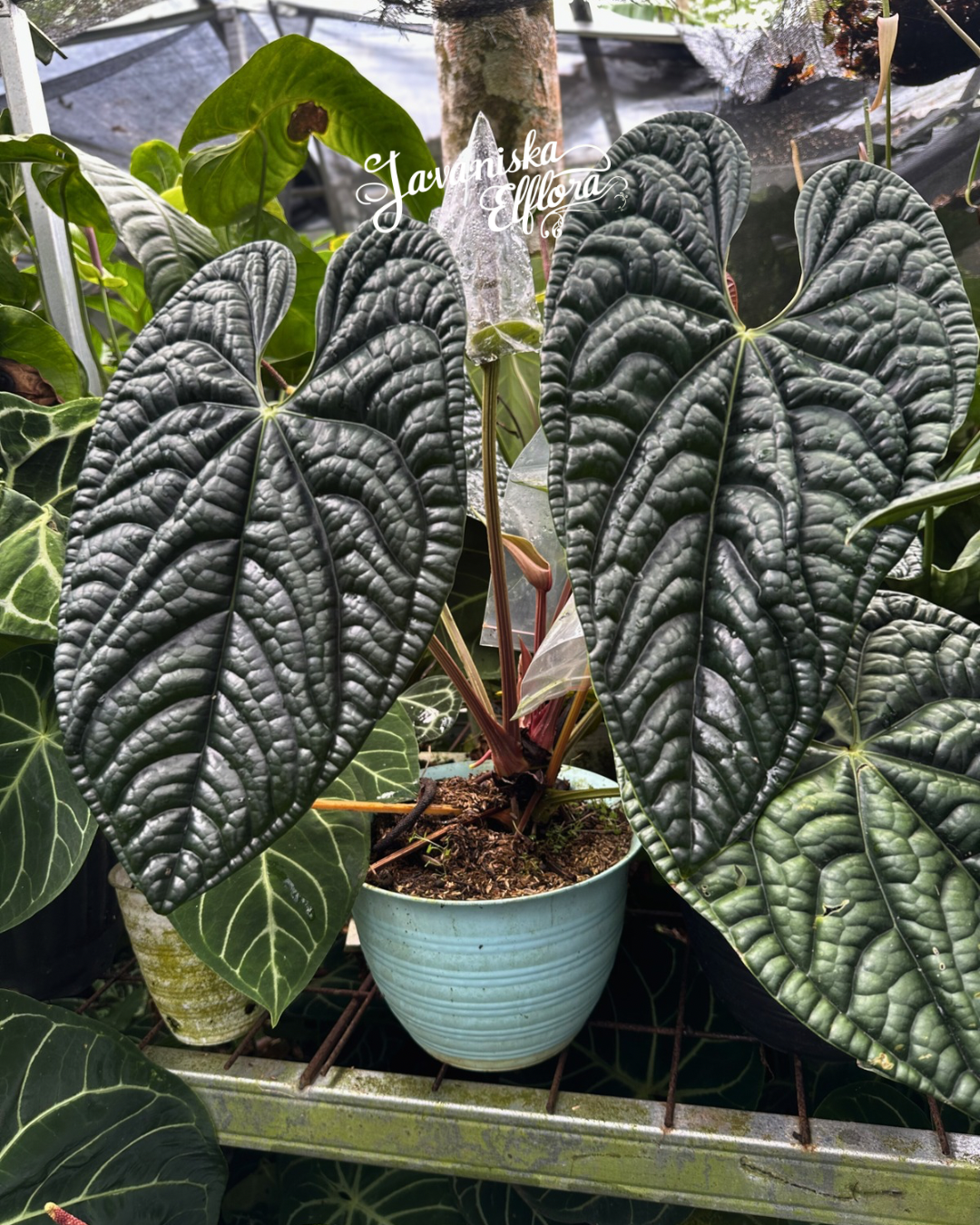 Anthurium luxurians
