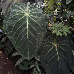 Anthurium magnificum
