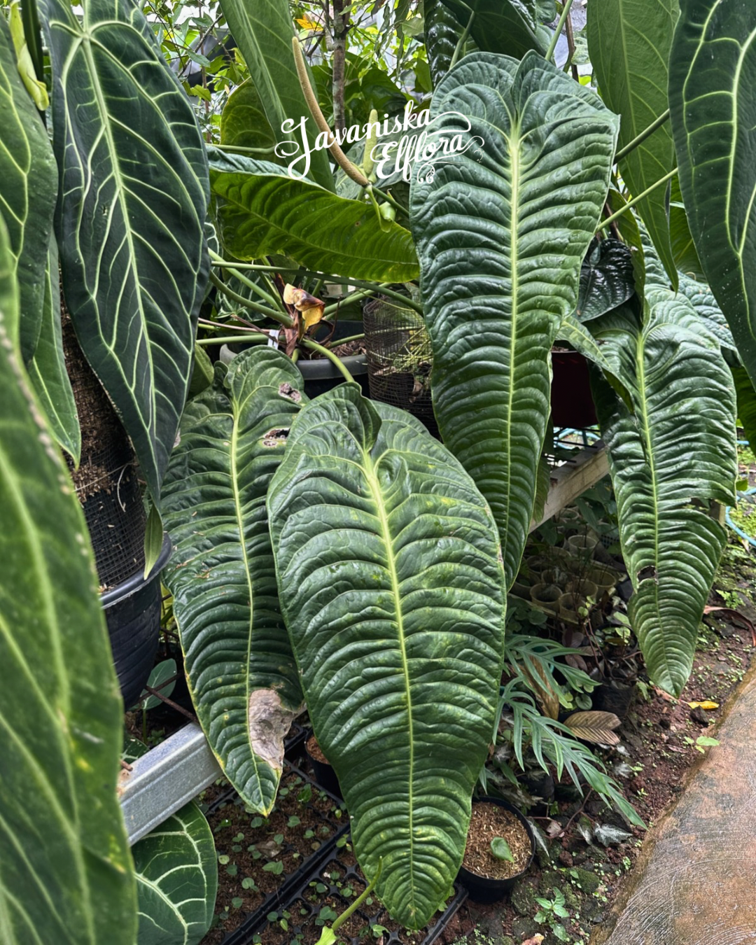Anthurium veitchii