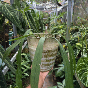Anthurium vittarifolium