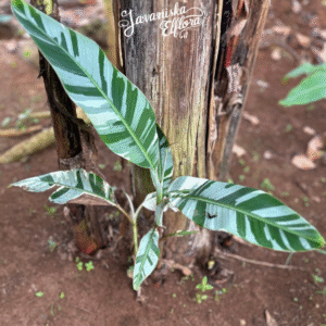 Musa aeae seeds or plants from Javaniska Elflora. Rare ornamental banana with bold foliage. Ideal for collectors and tropical gardens.