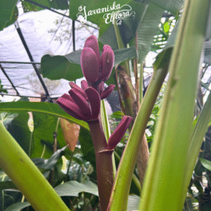 Musa velutina seeds or plants from Javaniska Elflora. Rare ornamental banana with bold foliage. Ideal for collectors and tropical gardens.