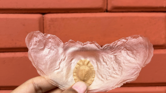 Alsomitra macrocarpa: Growing the Javan Cucumber Vine
