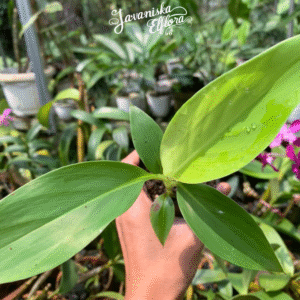 Musa ingens seeds or plants from Javaniska Elflora. Rare ornamental banana with bold foliage. Ideal for collectors and tropical gardens.
