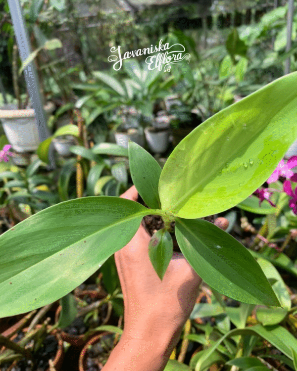 Musa ingens seeds or plants from Javaniska Elflora. Rare ornamental banana with bold foliage. Ideal for collectors and tropical gardens.