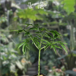 amorphophalus discophorus