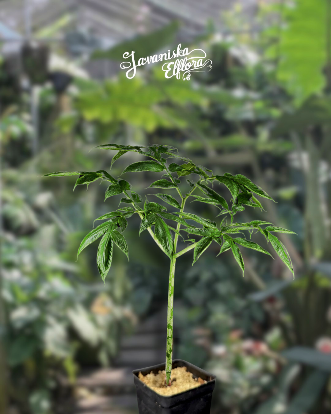 amorphophalus discophorus