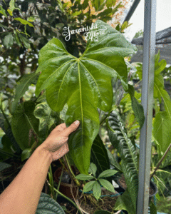 Anthurium macrolobium
