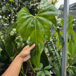 Anthurium macrolobium