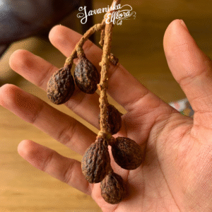 Nephelium macrophyllum