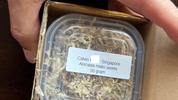 Calvin – Singapore