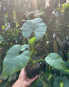 Alocasia alba
