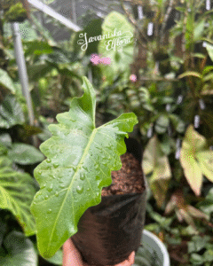 Alocasia nun