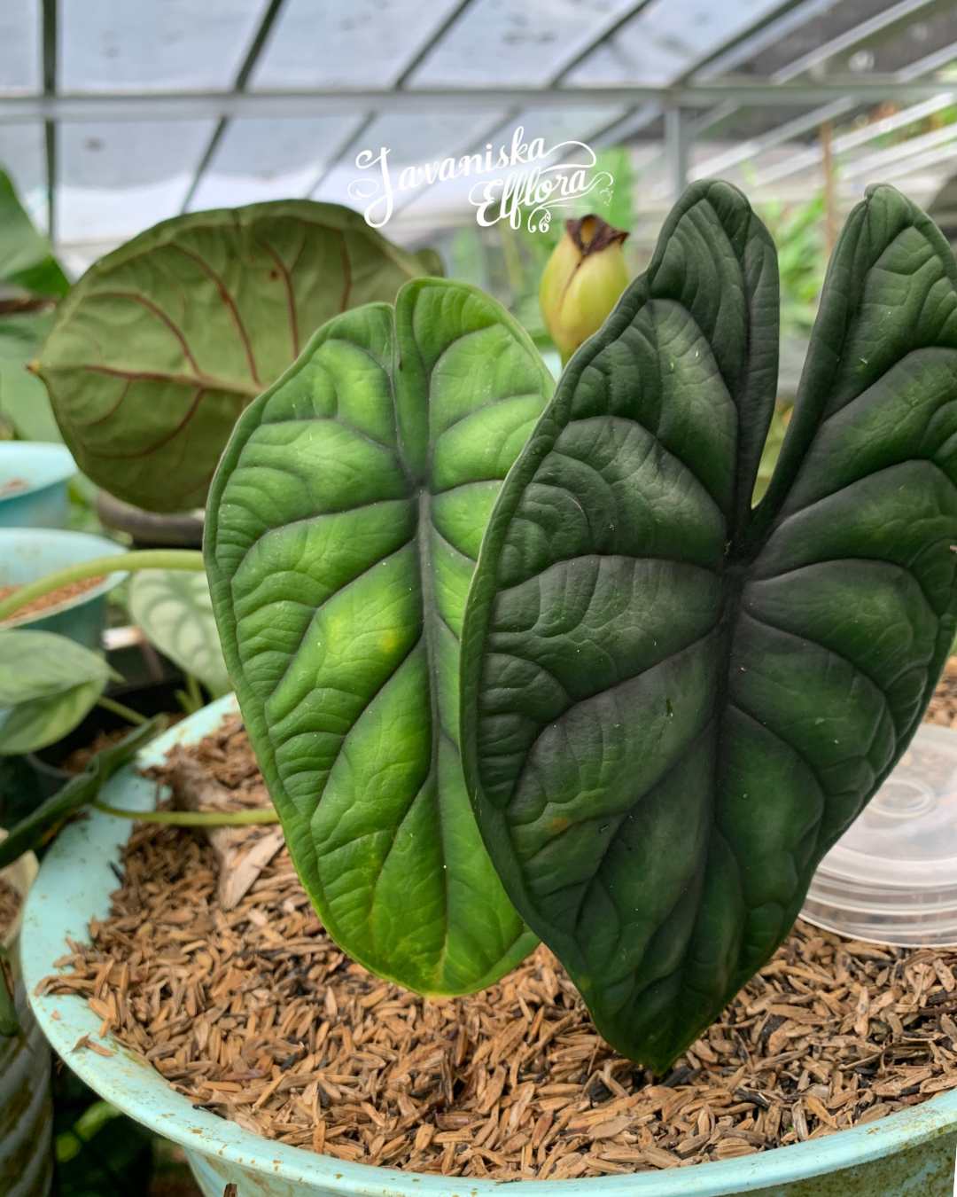 Alocasia baginda "green dragon"