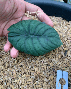 Alocasia melo