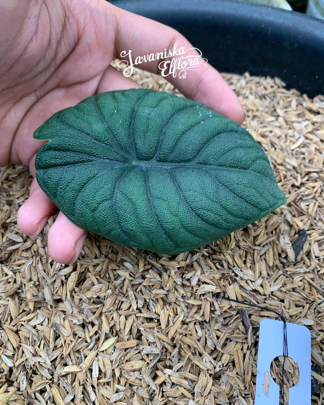 Alocasia melo
